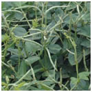 cowpea1